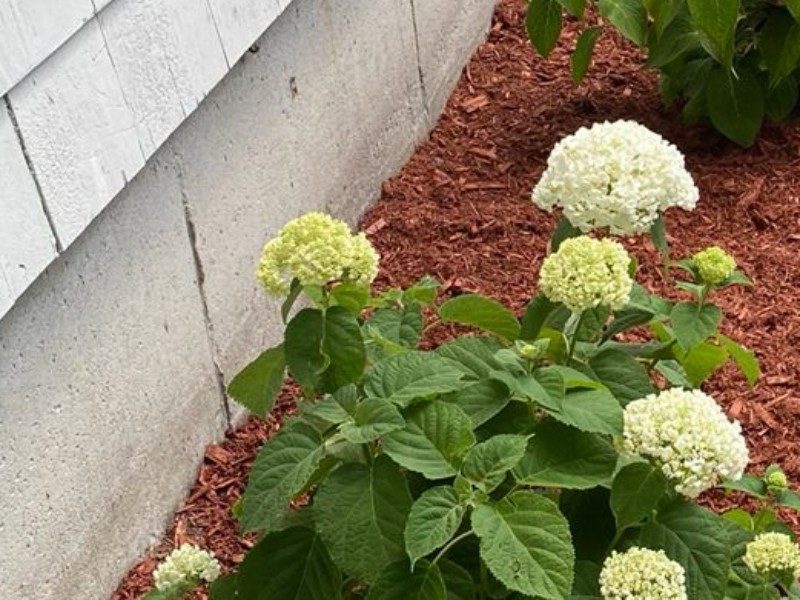 Preparing Your Garden Beds for Spring Planting
