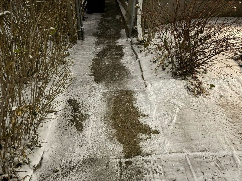 How to Protect Your Shrubs and Trees from Brutal Winter Damage